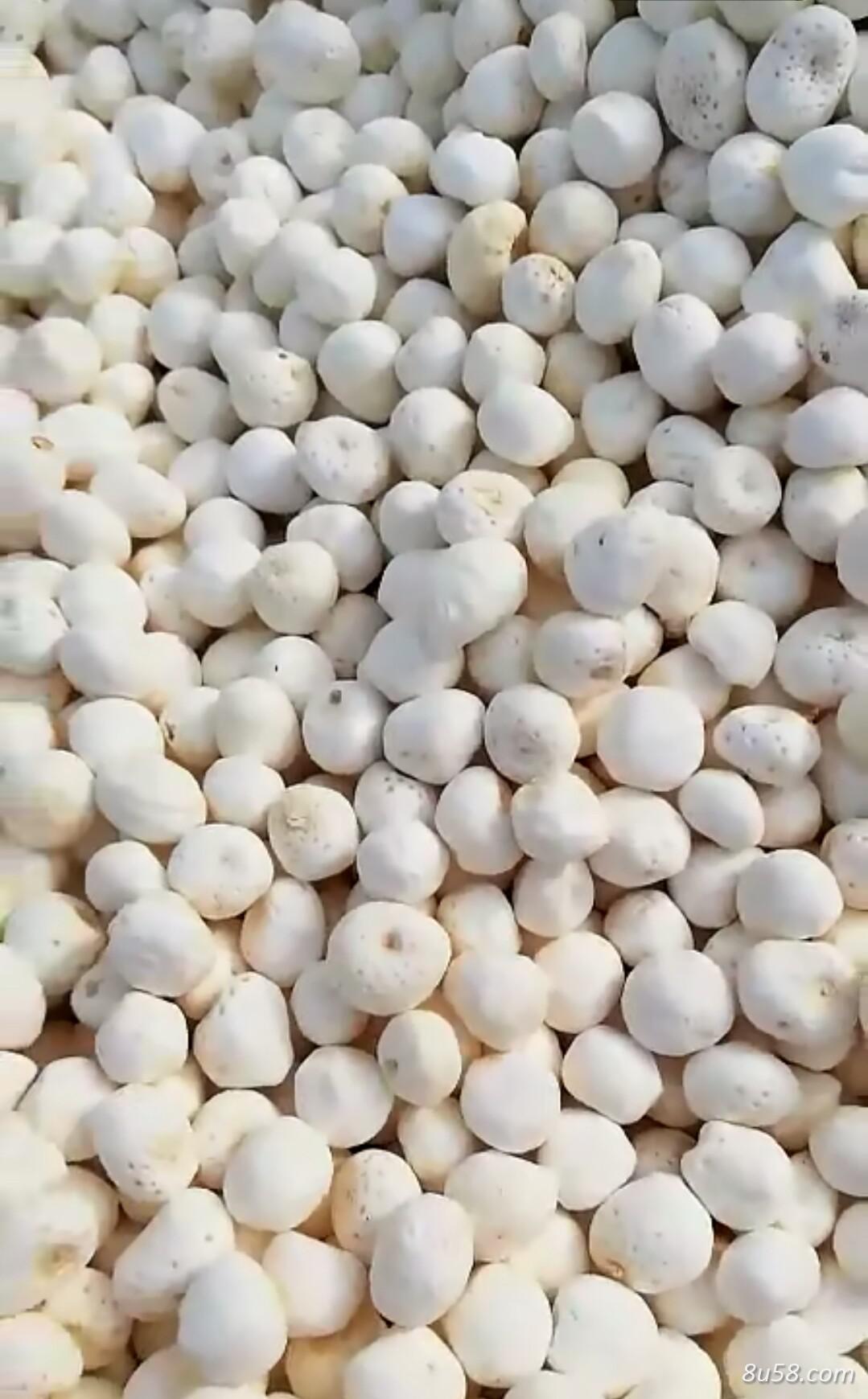 小杜