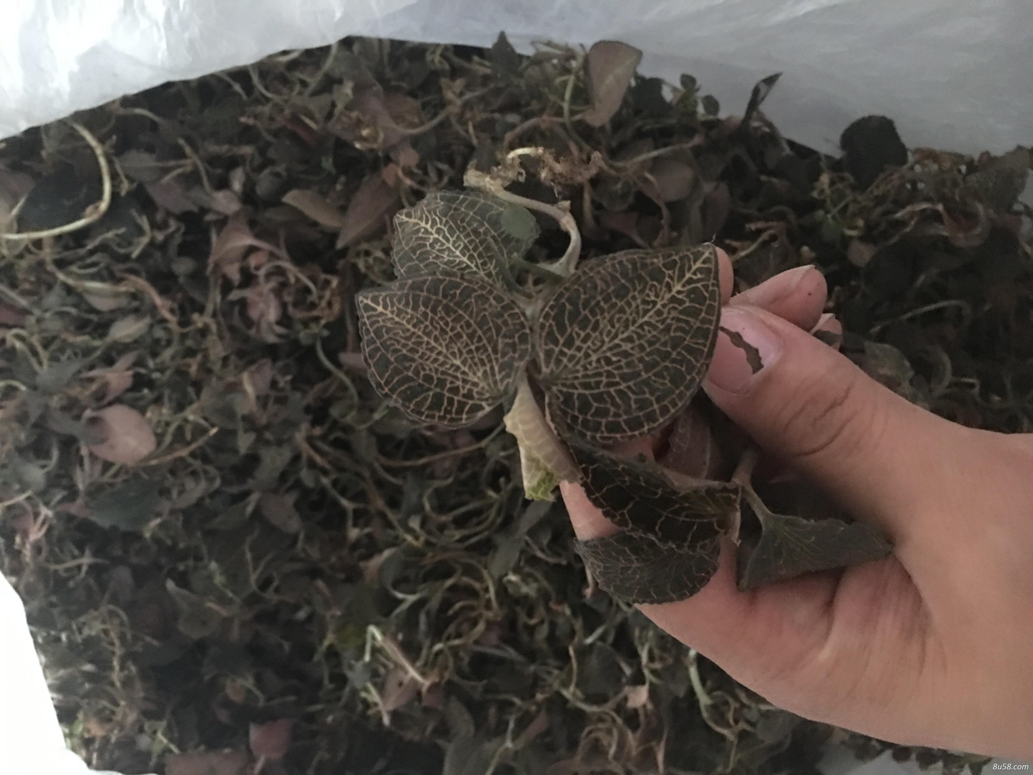 野生中药材黄生