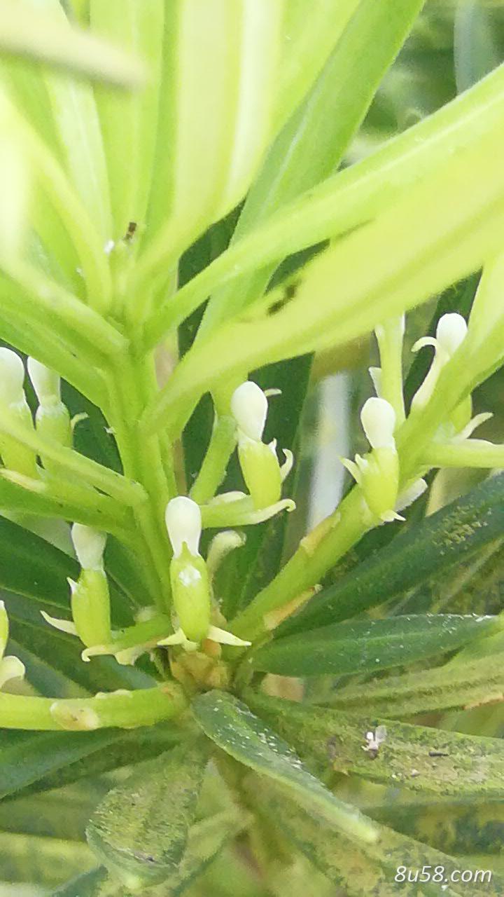 肖前军