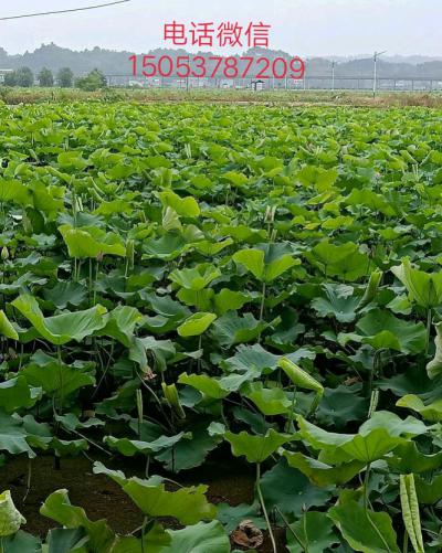 王胜 王胜