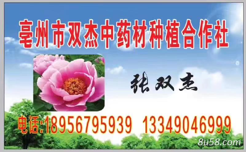 亳州双杰中药材种植专业合作社