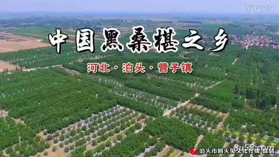 泊头市华颖桑葚种植基地