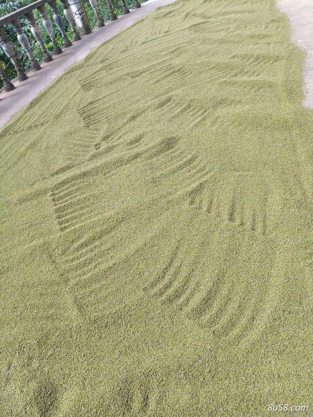 建德吴茱萸专业种植基地