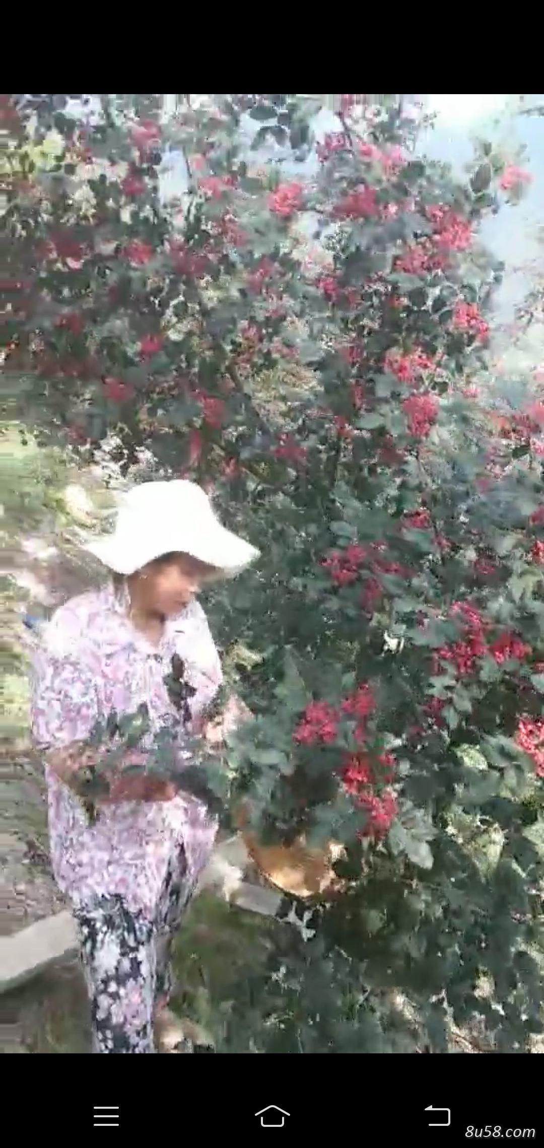 徐文强