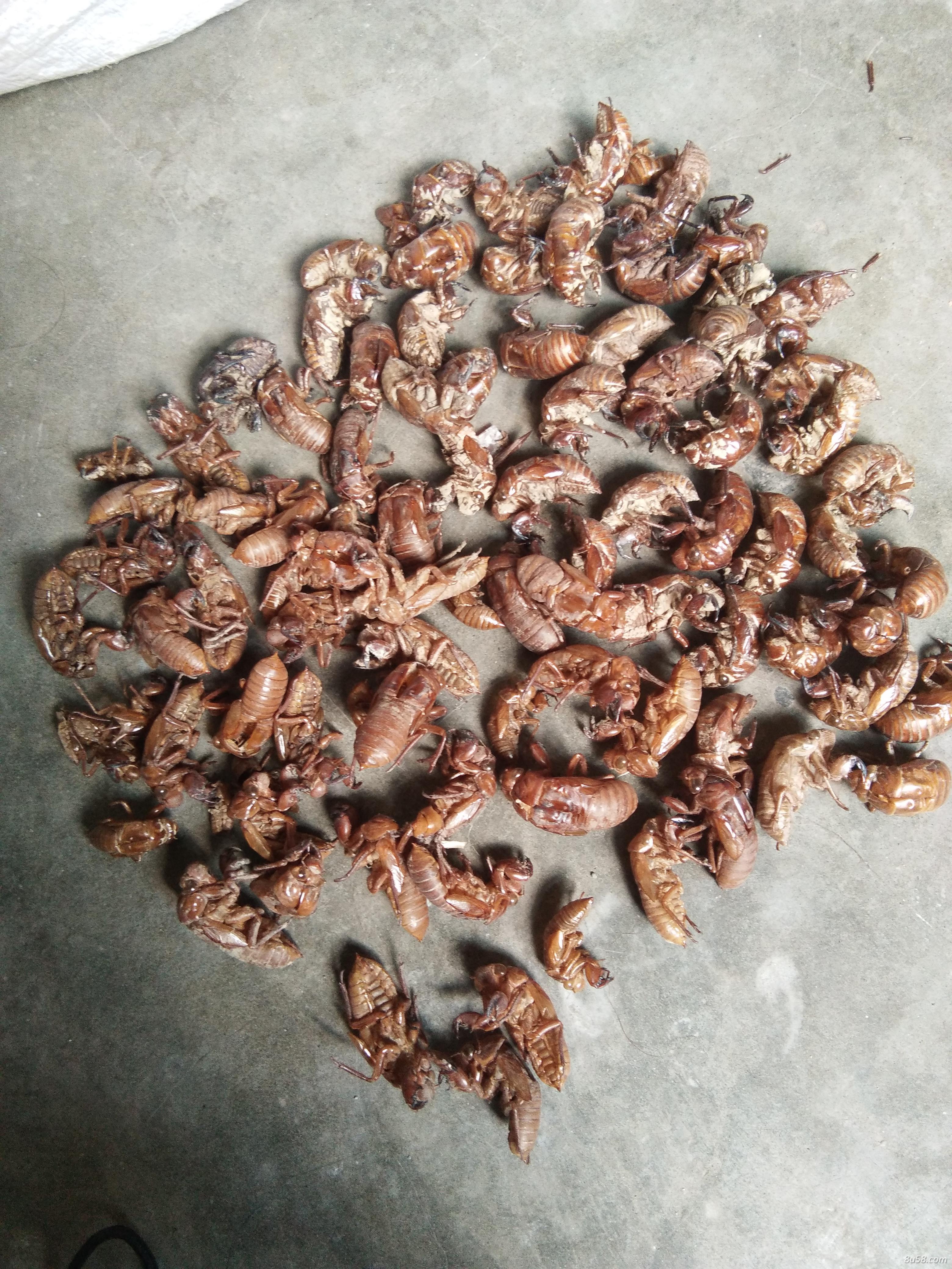 马欣雅