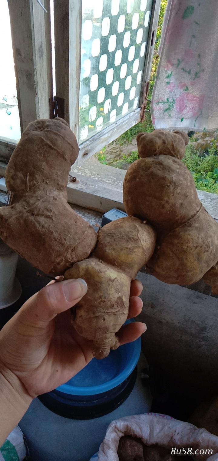 林炜野生黄精部