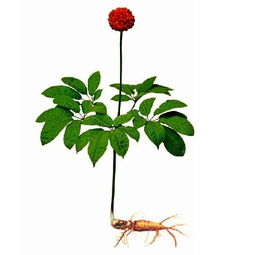 齐成三七种植有限公司