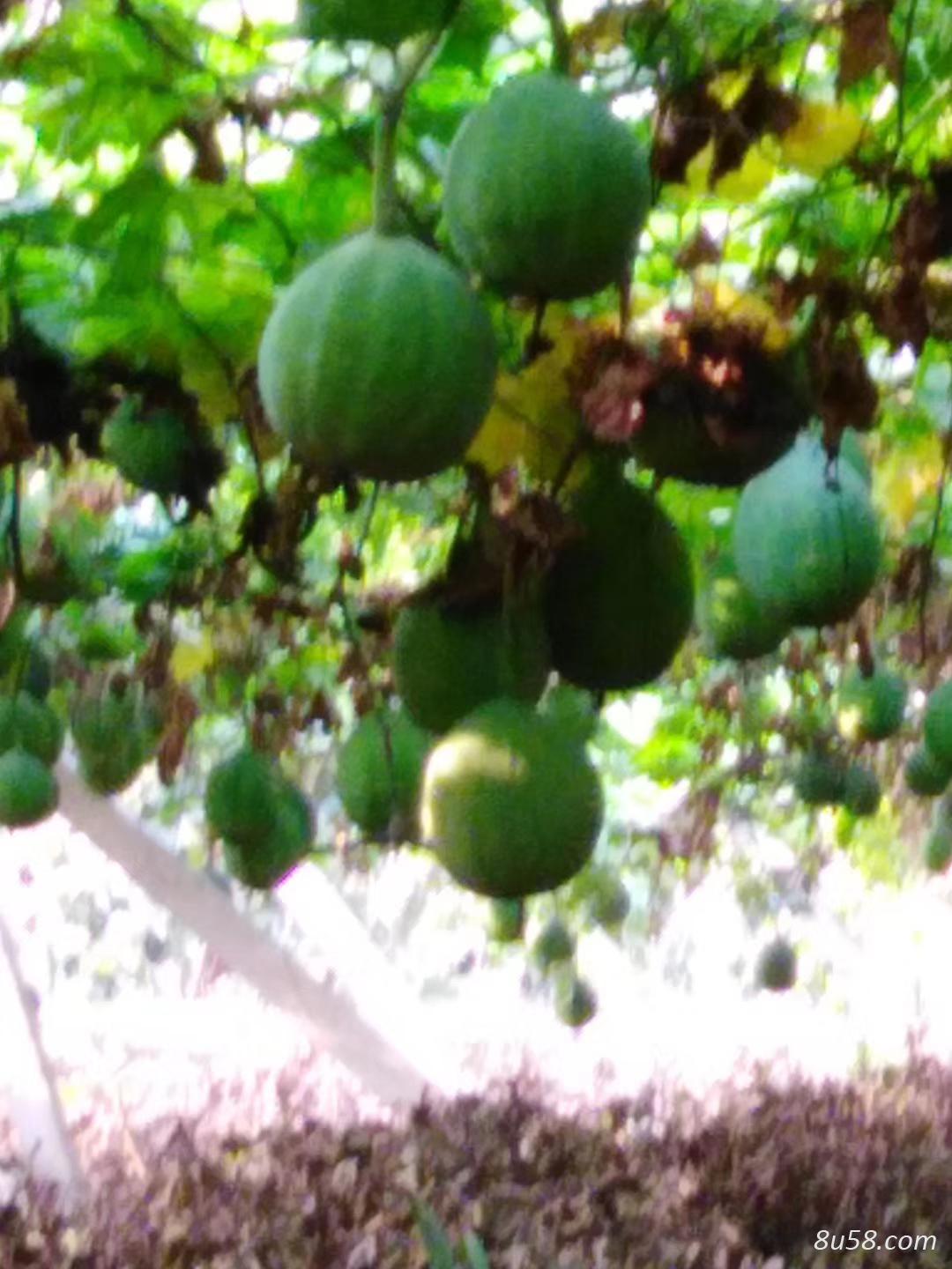 枣庄市山亭区药材种植专业合作社