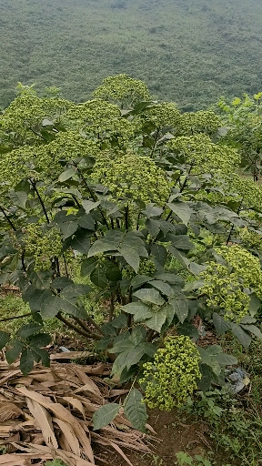 张先生