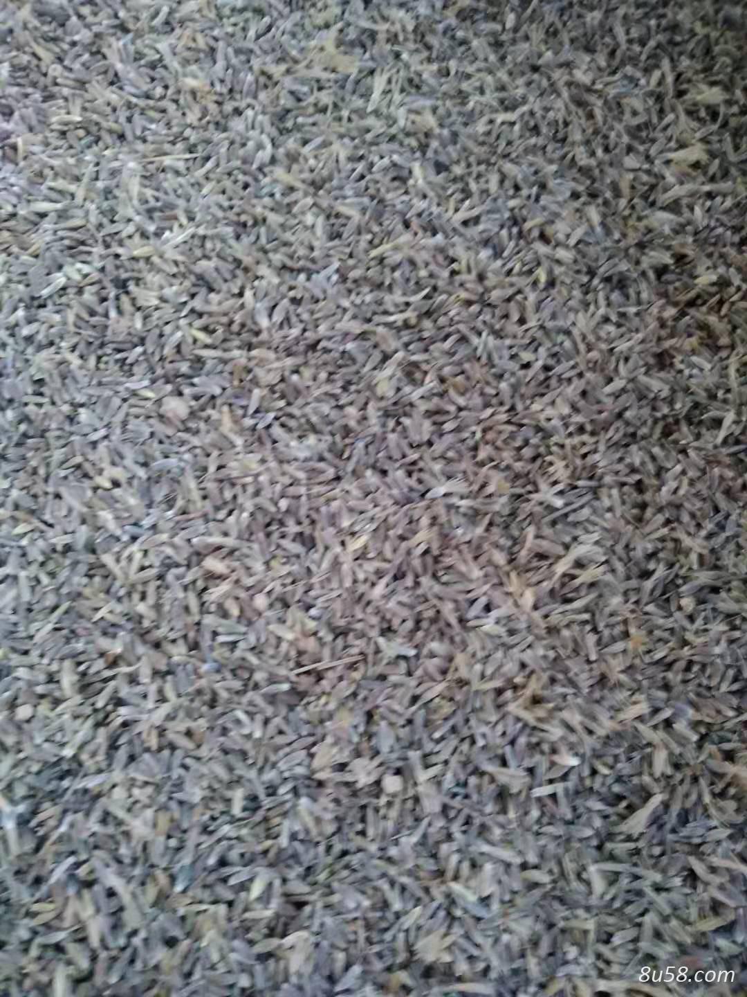王先生
