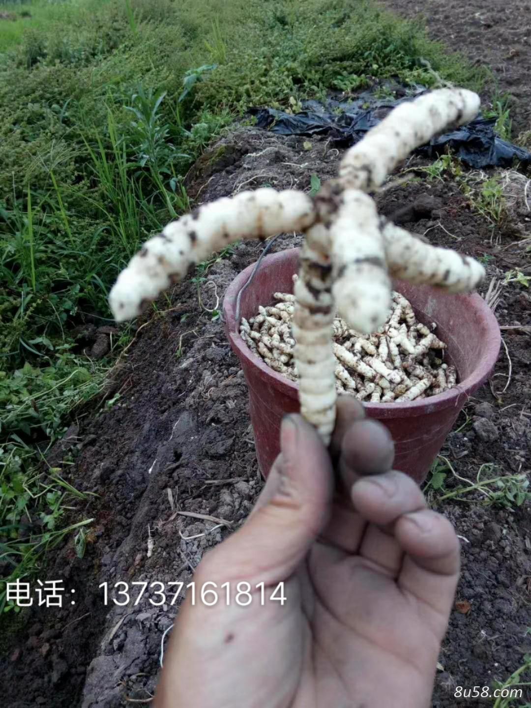 黄生