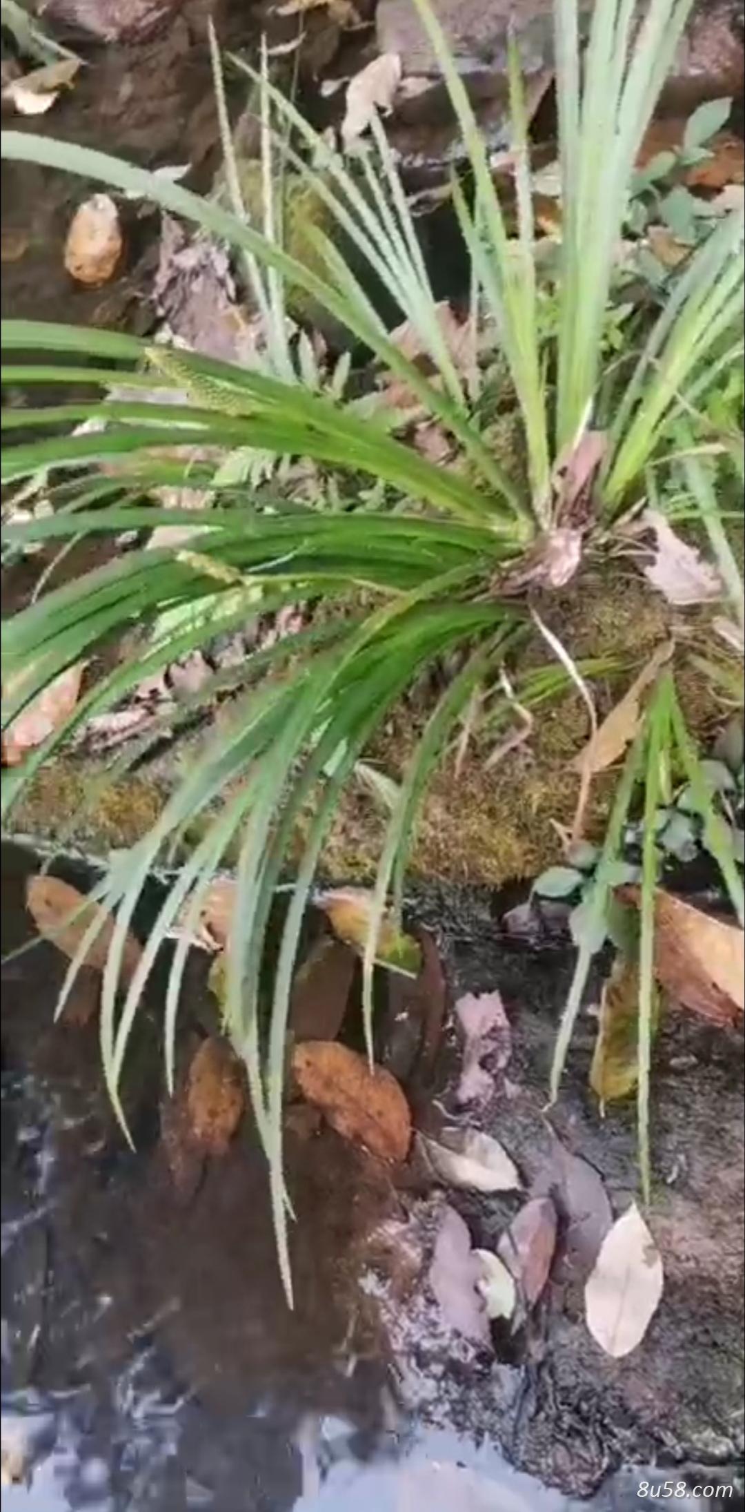 张先生
