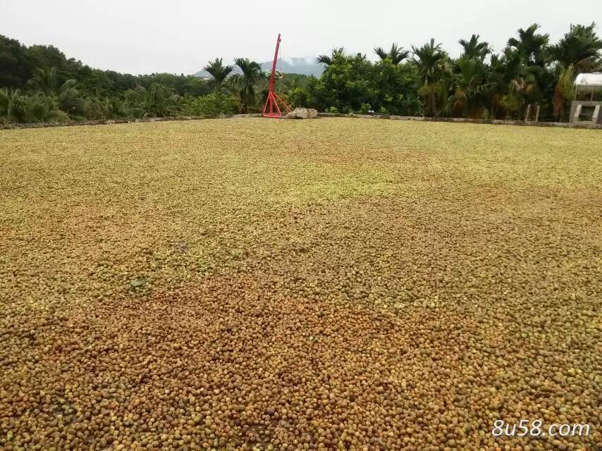 龙亚洲