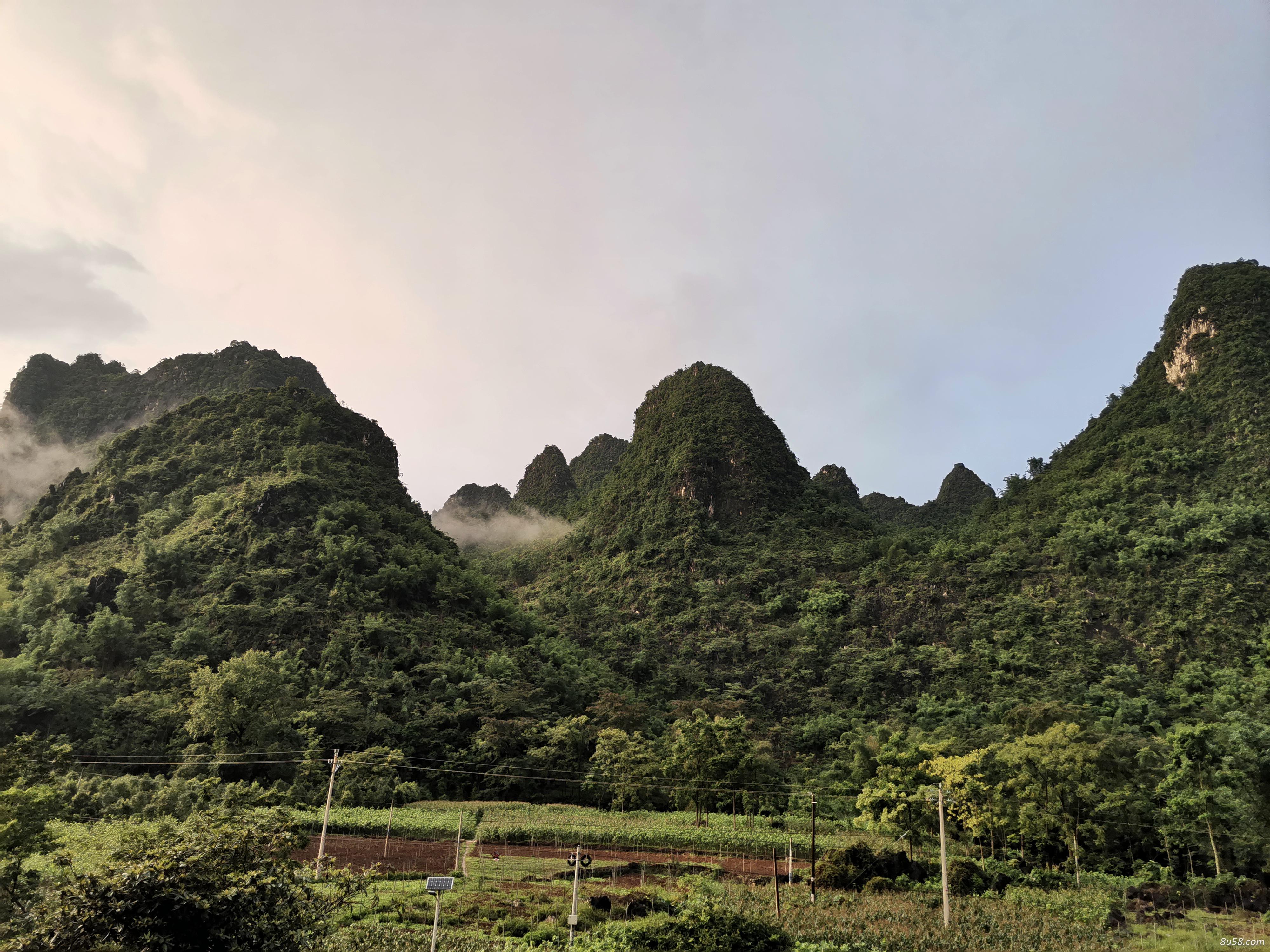 龙贵村金银花桑叶茶合作社