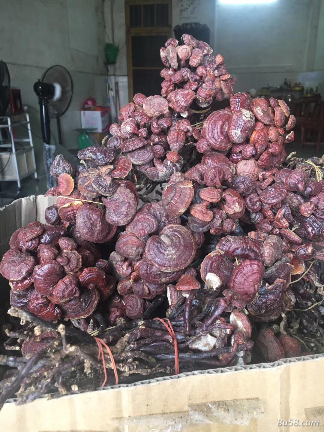 宝林源野生灵芝行
