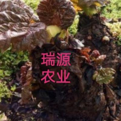 樊锋