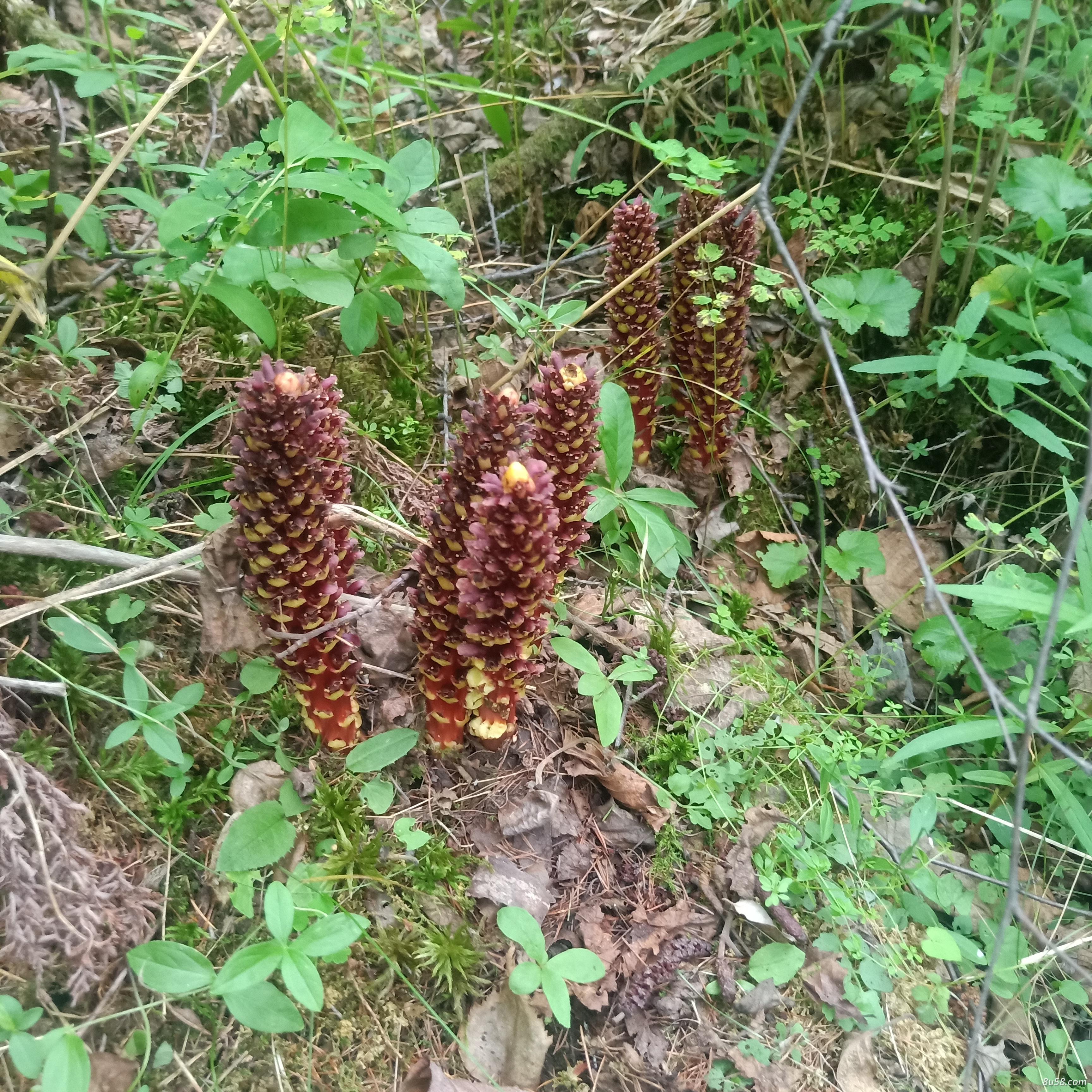 最北药材山货
