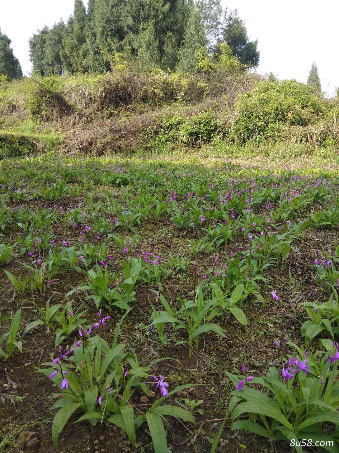 贵州无限白芨有限公司