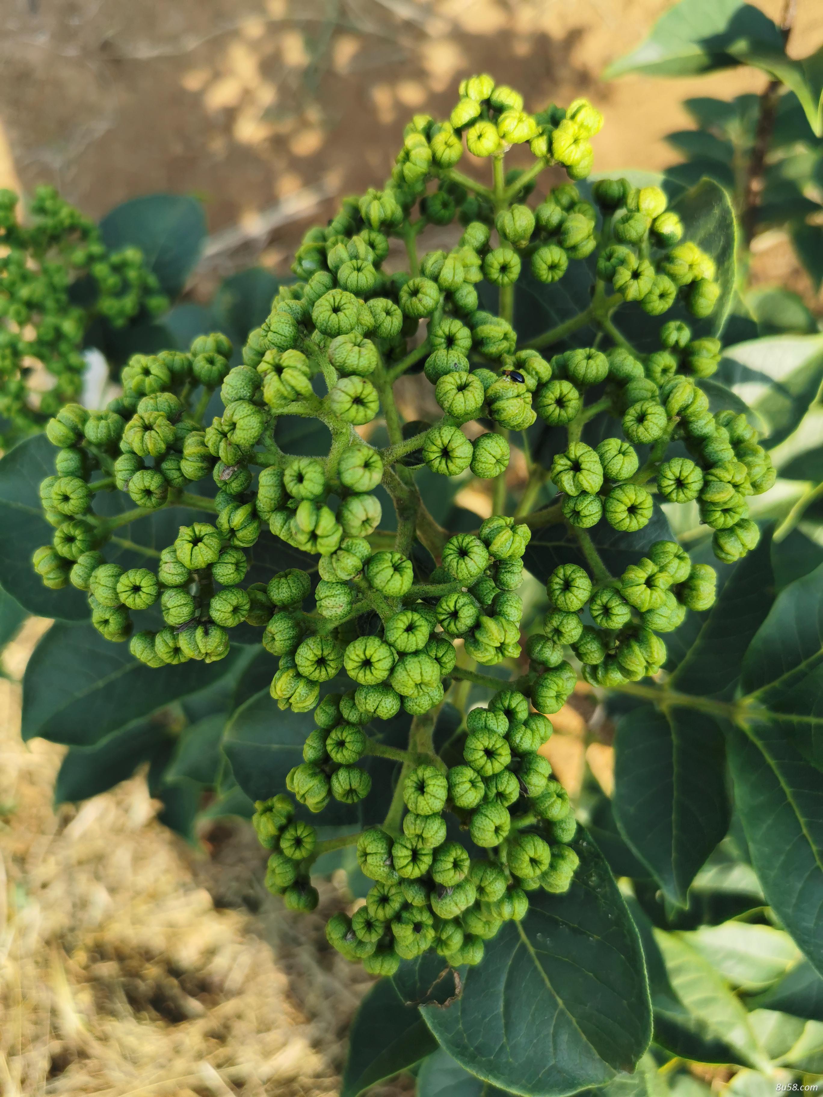 恭城扶摇中药材种植专业合作社
