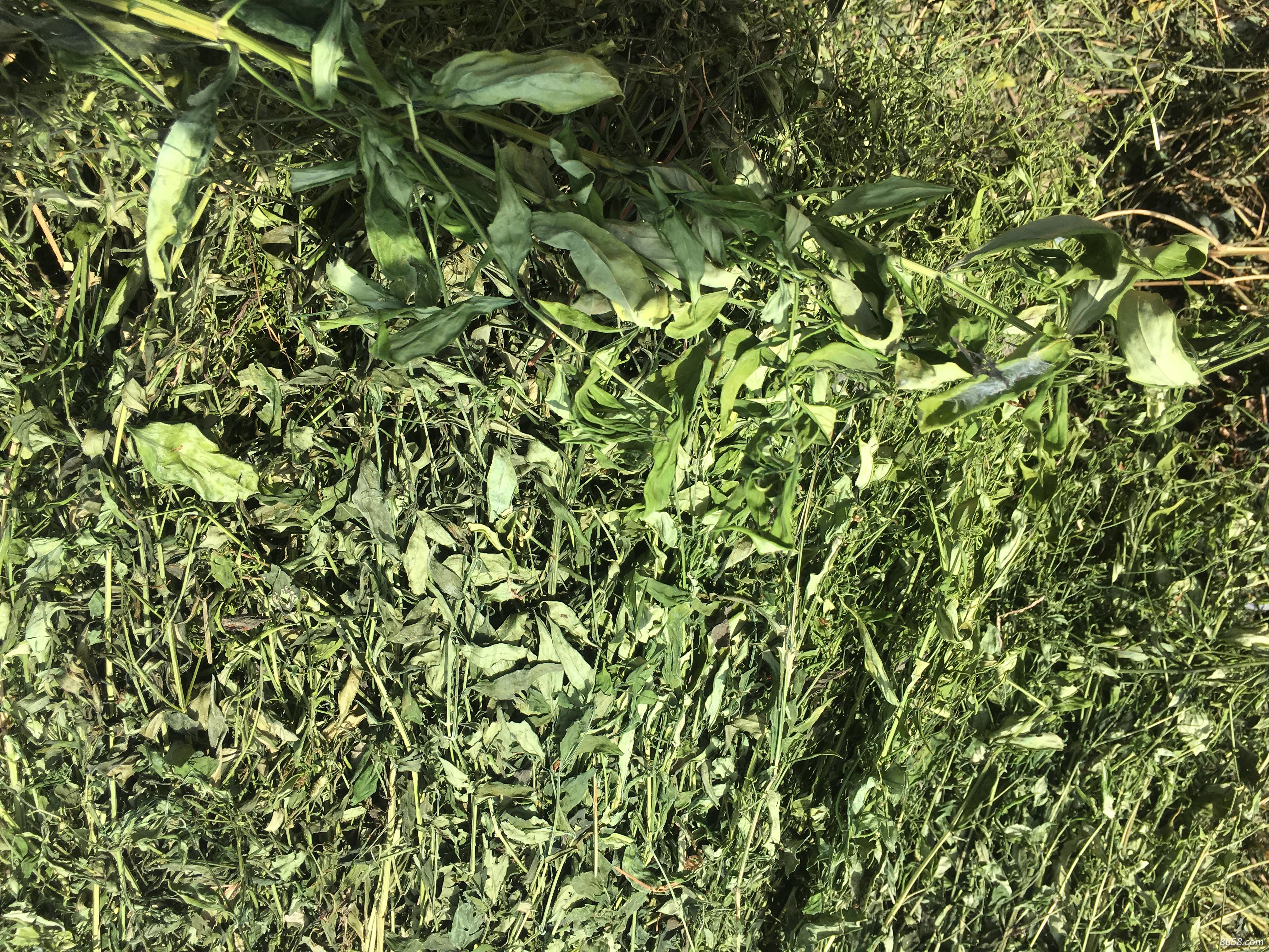 陈经理