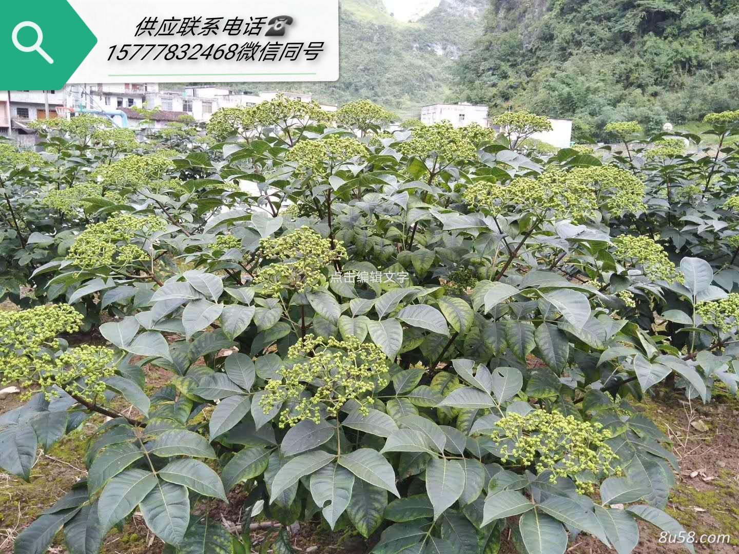 吴茱萸大量供应