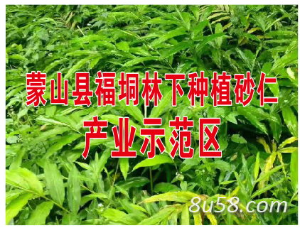 蒙山县福垌砂仁生物有限公司