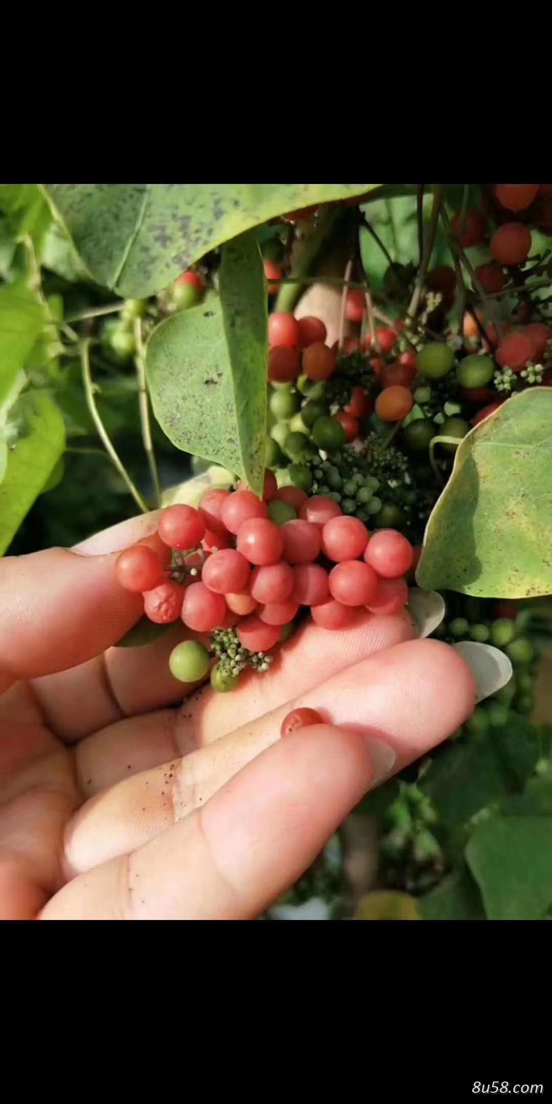 小钟农业药材种植
