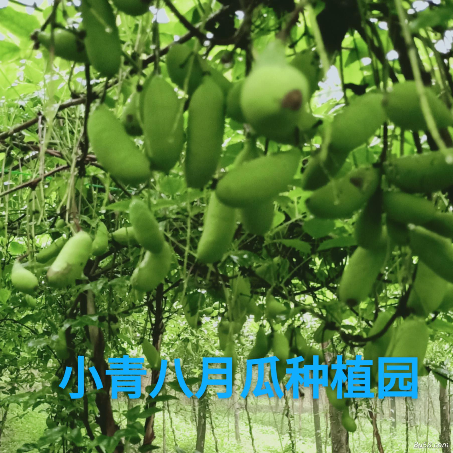 湖北恩施市芭蕉侗族乡火铺糖村小青八月瓜种植园