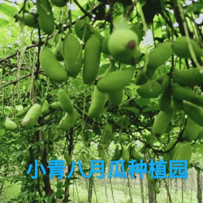 湖北恩施市芭蕉侗族乡火铺糖村小青八月瓜种植园