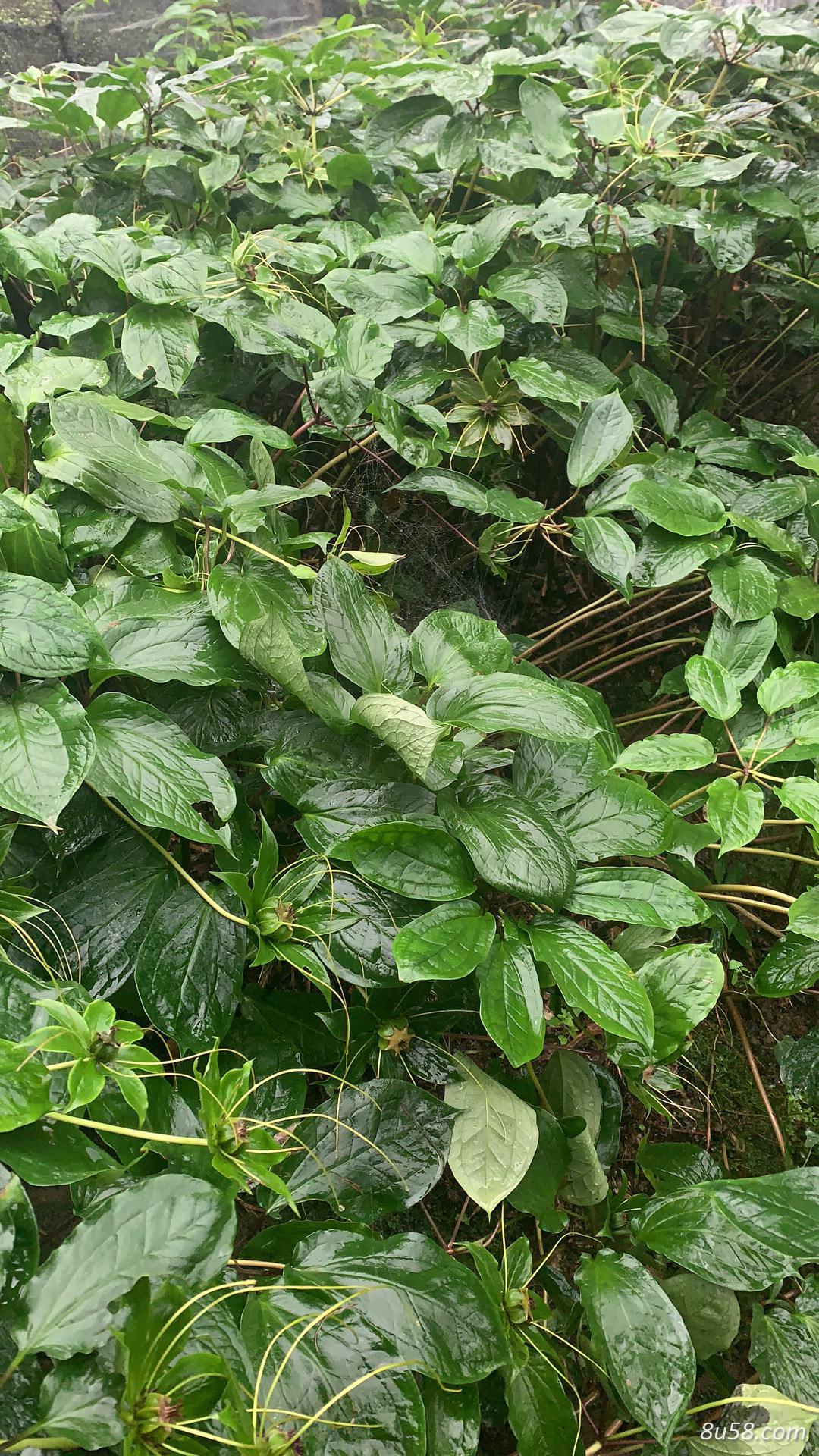 小董