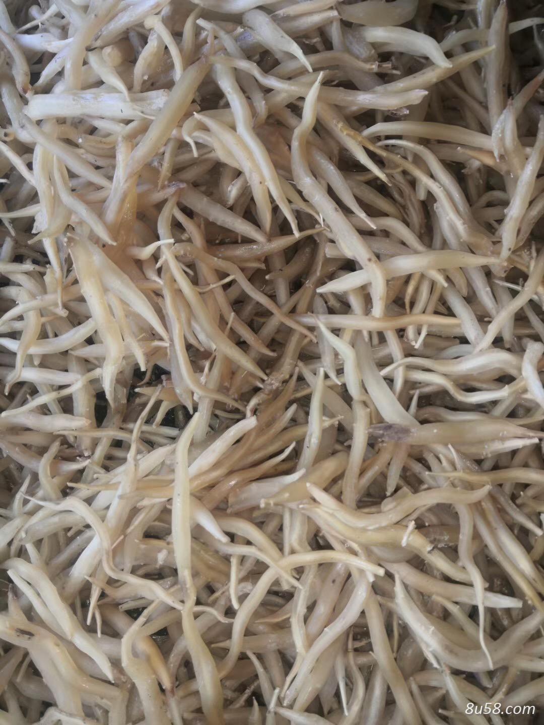 小郭