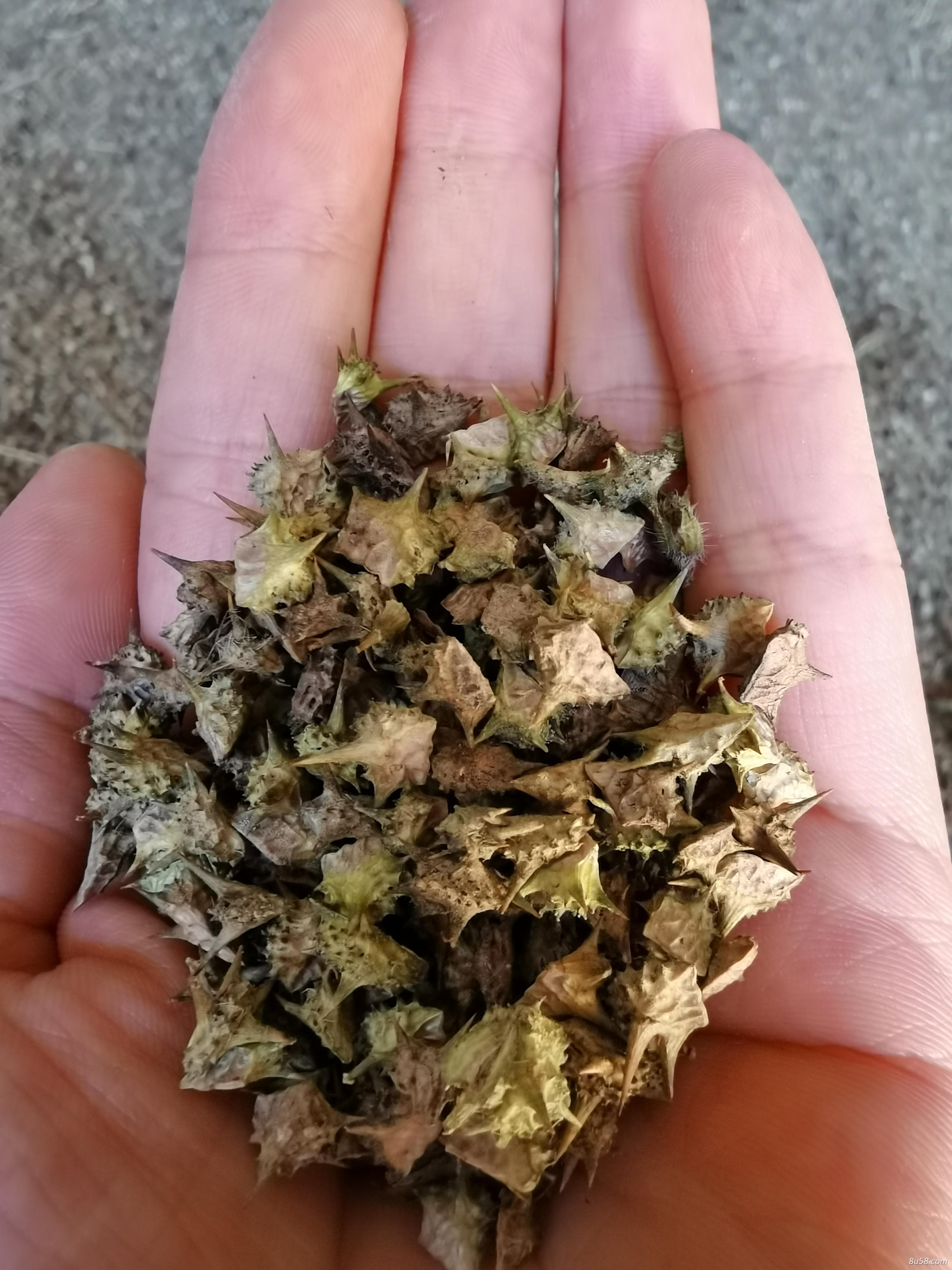 鸿福蒺藜销售