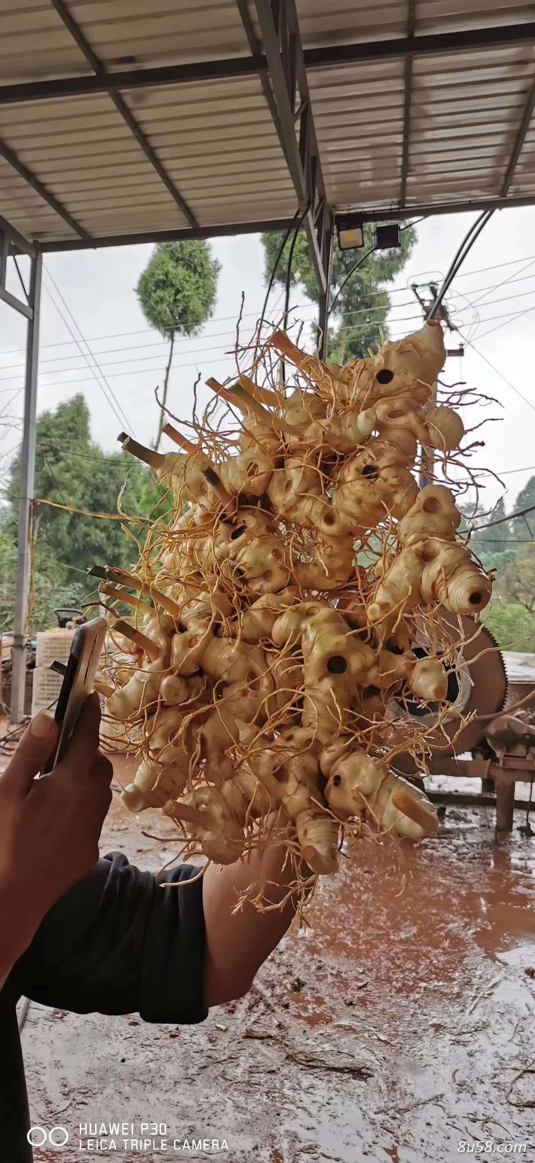 李先生