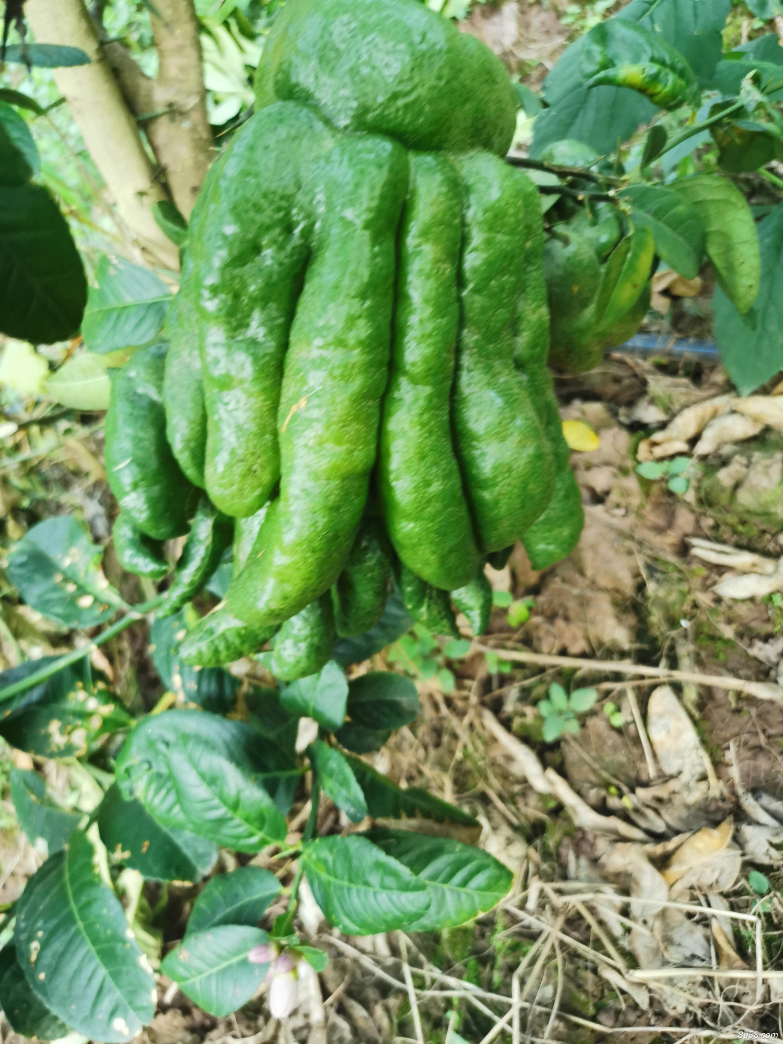 小谢佛手香橼种植