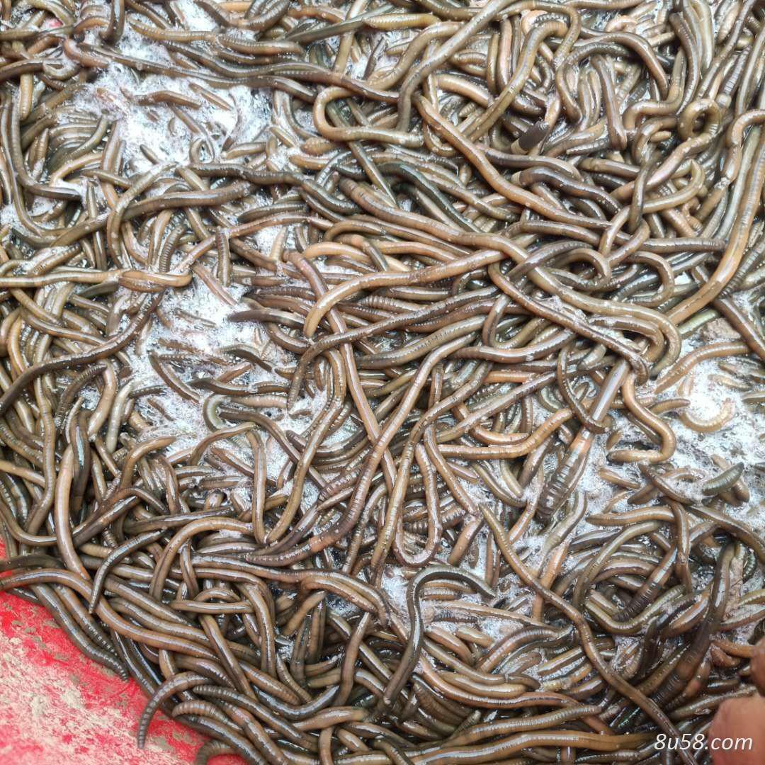 青蚯蚓批发零售
