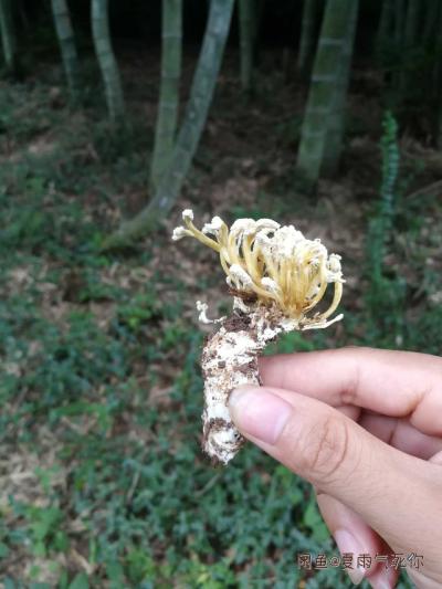 邹女士