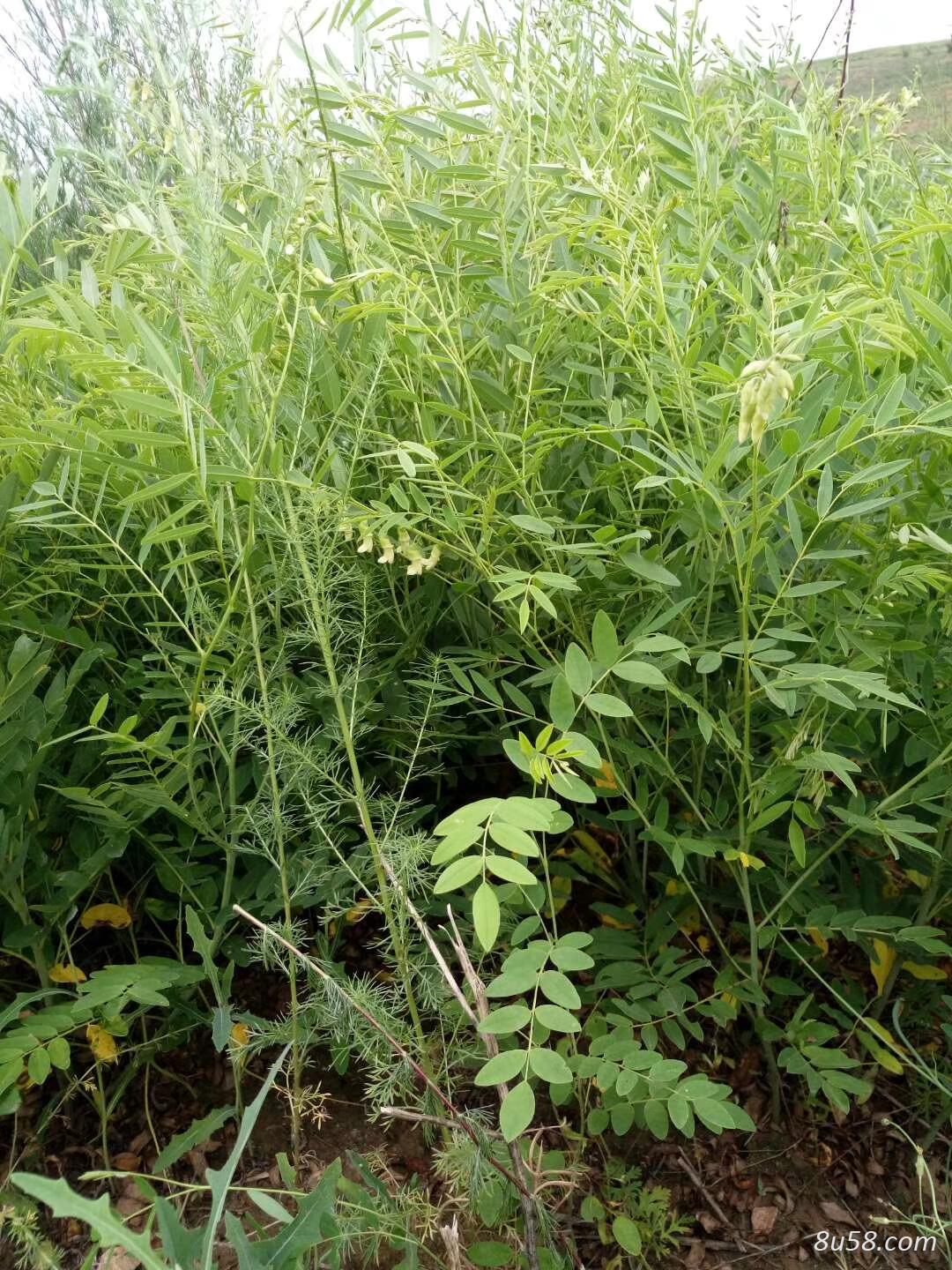 宣化区黄德利中药材种植合作社