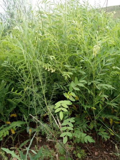 宣化区黄德利中药材种植合作社
