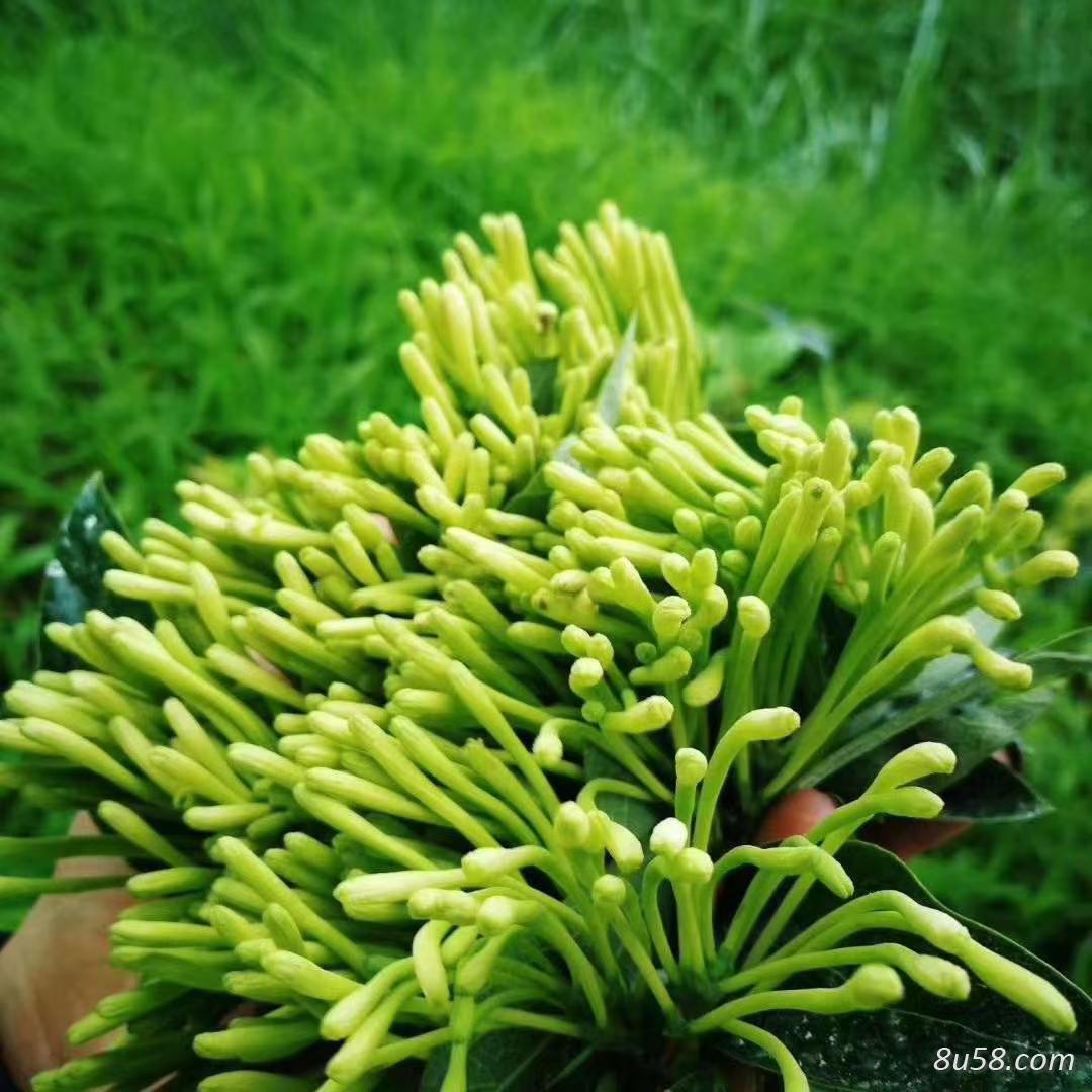 胡昌秦