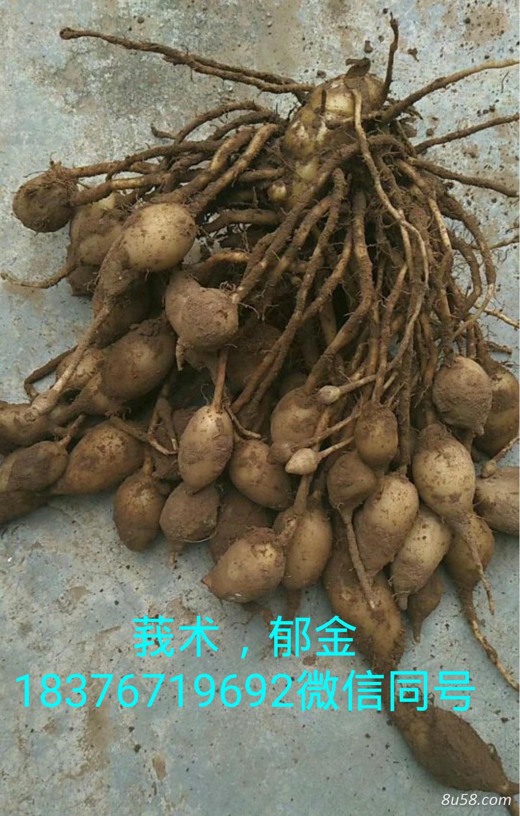 刘均灿