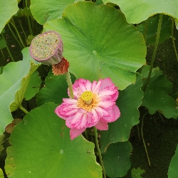 郭则江