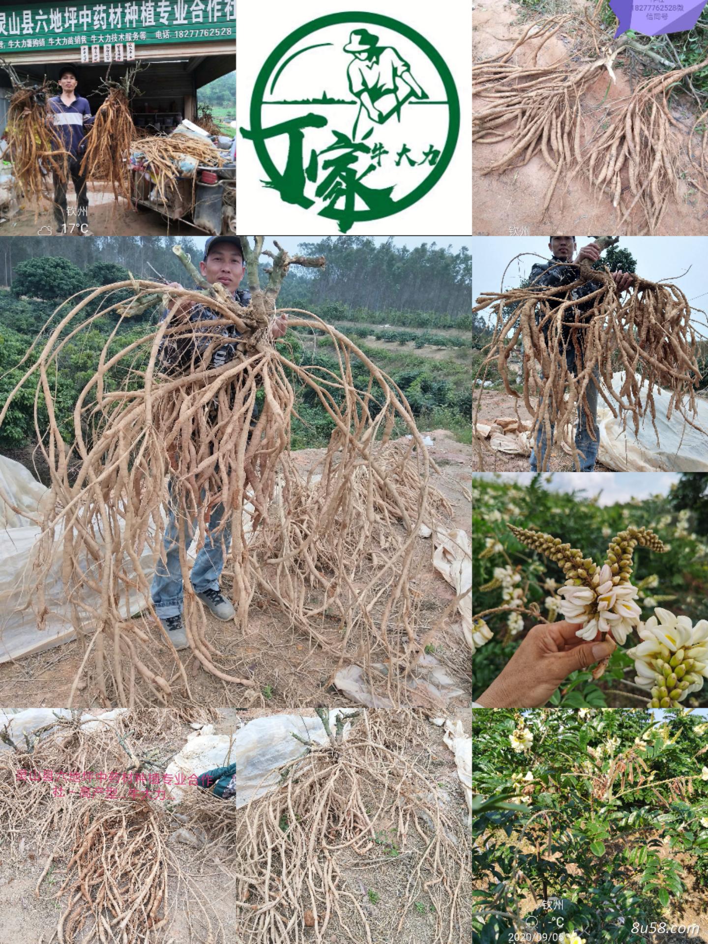 灵山县六地坪中药材种植专业合
