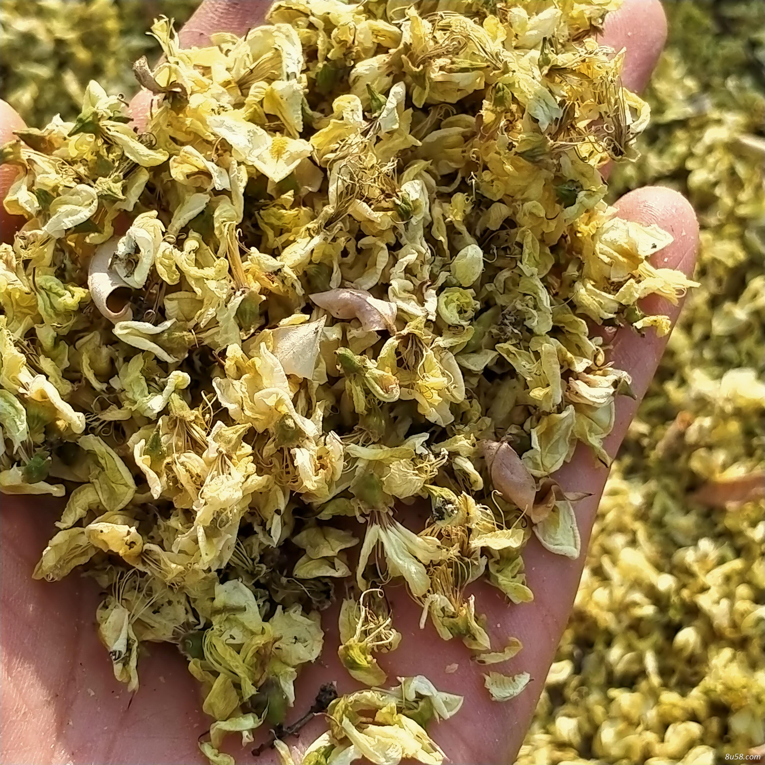 宁夏正通药业