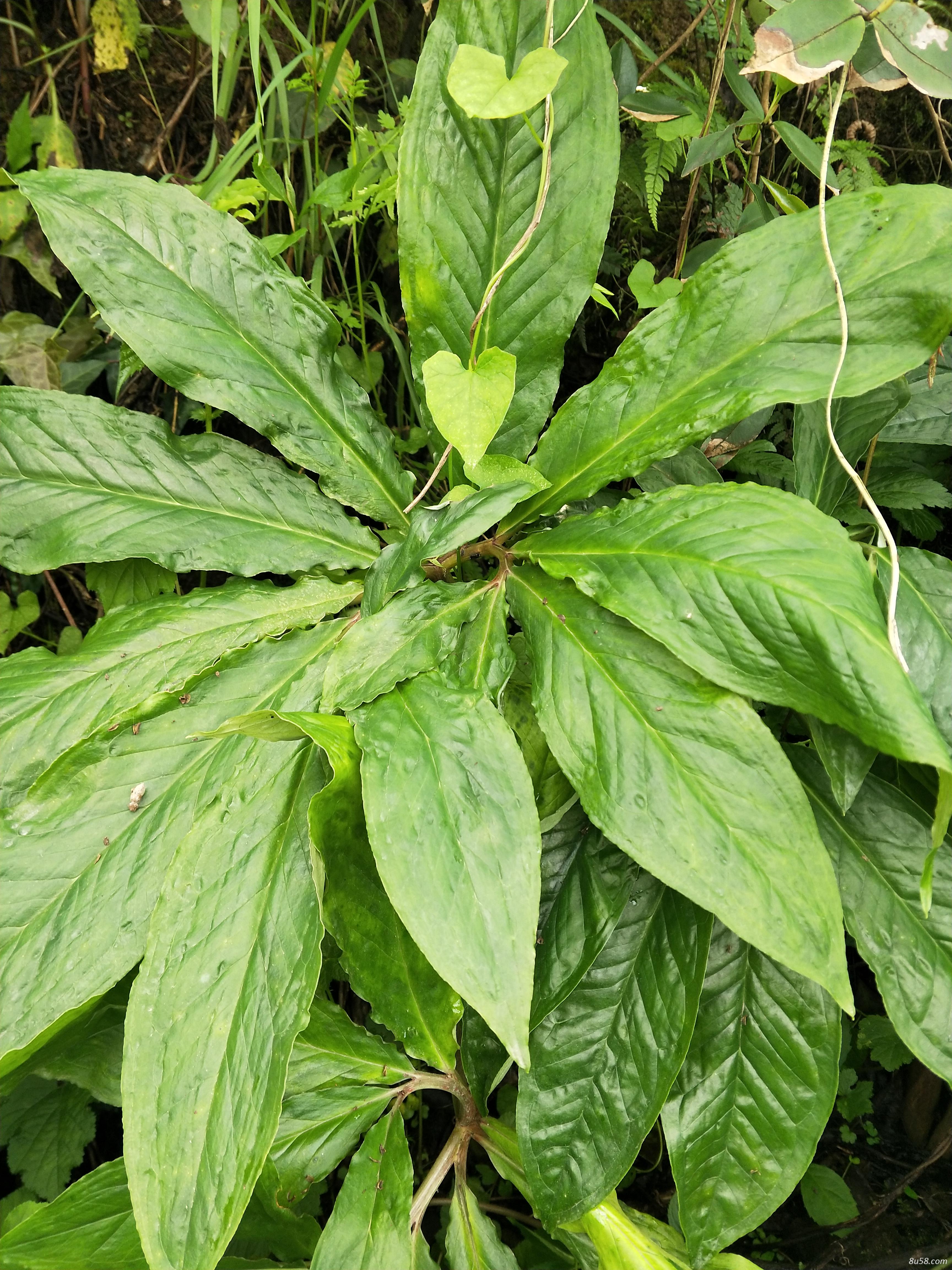 湘西野生药材收购加工合作社