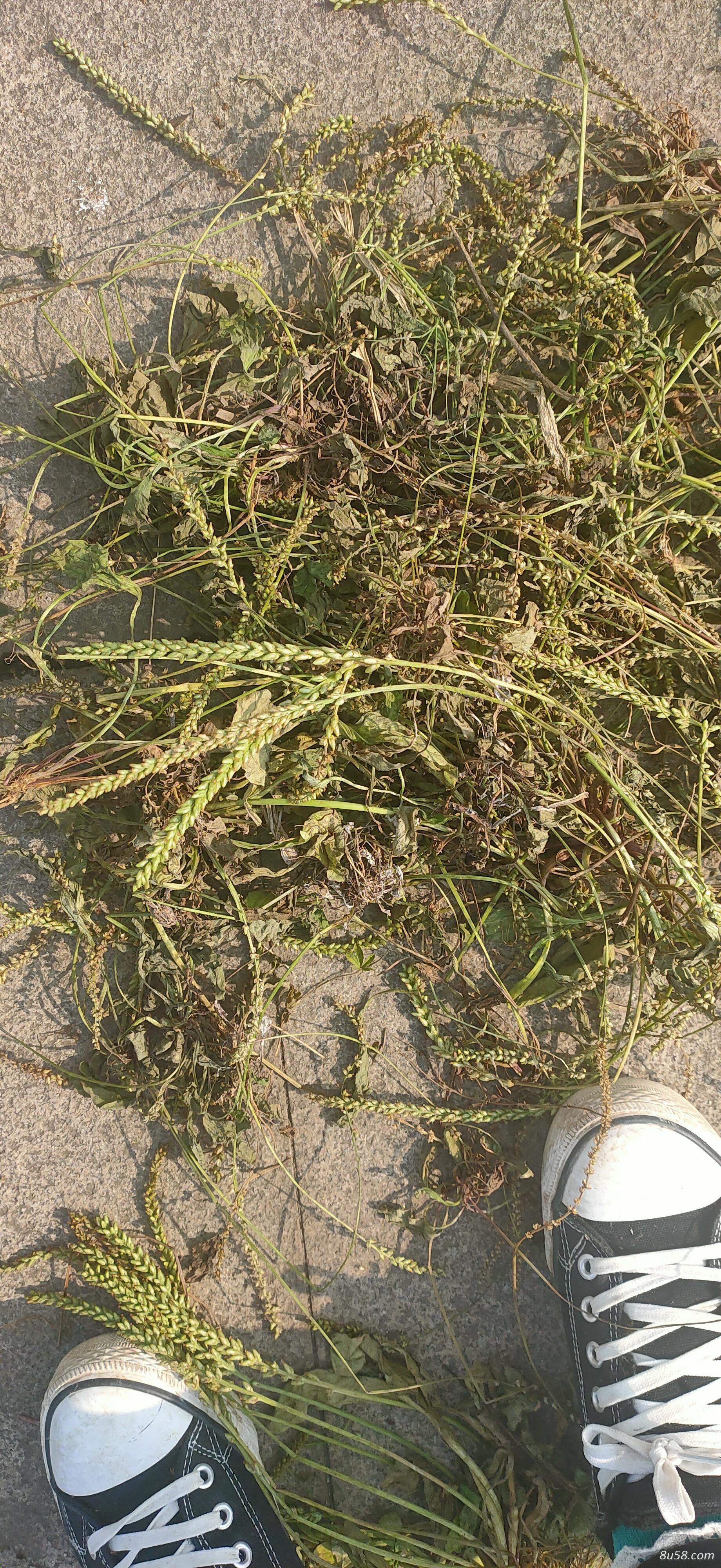 芯芯