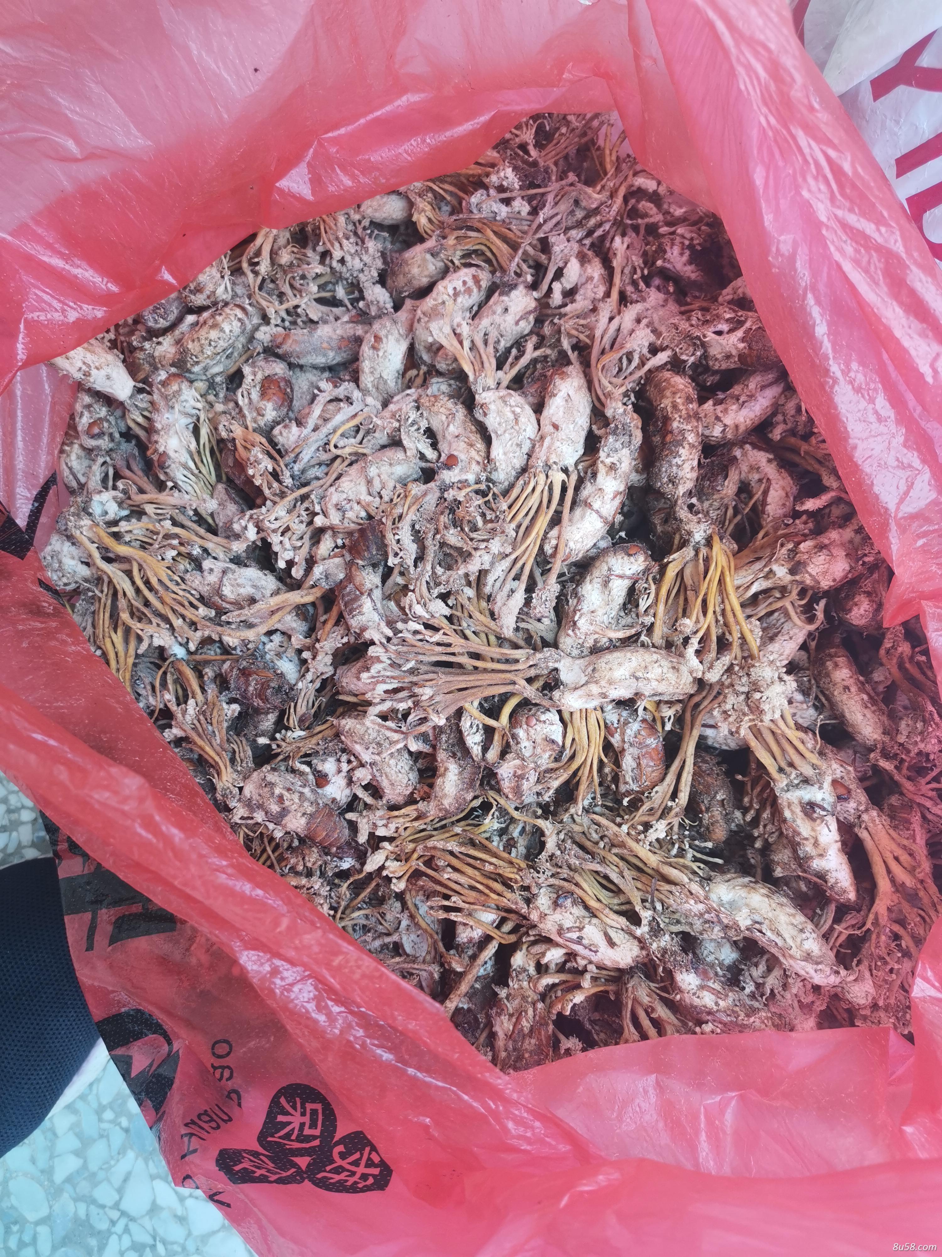 欧阳