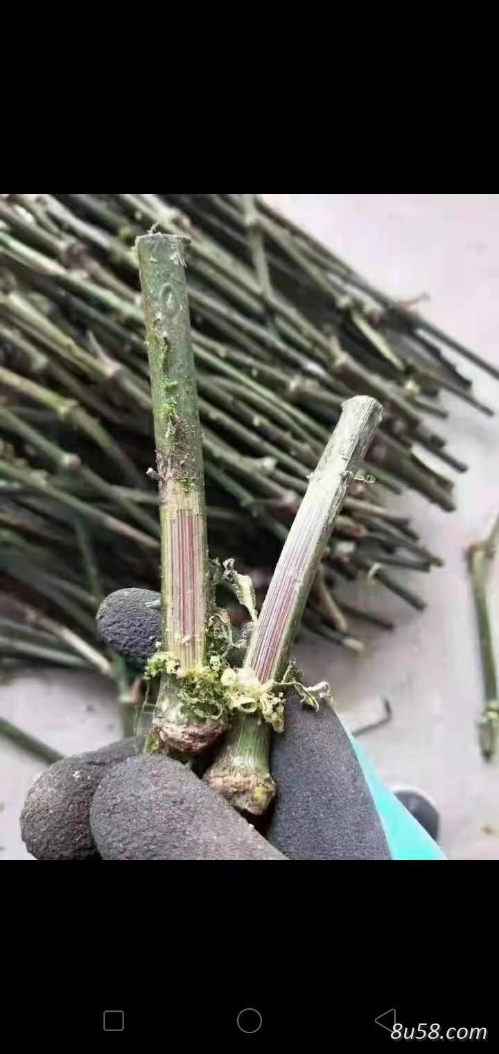 何先生