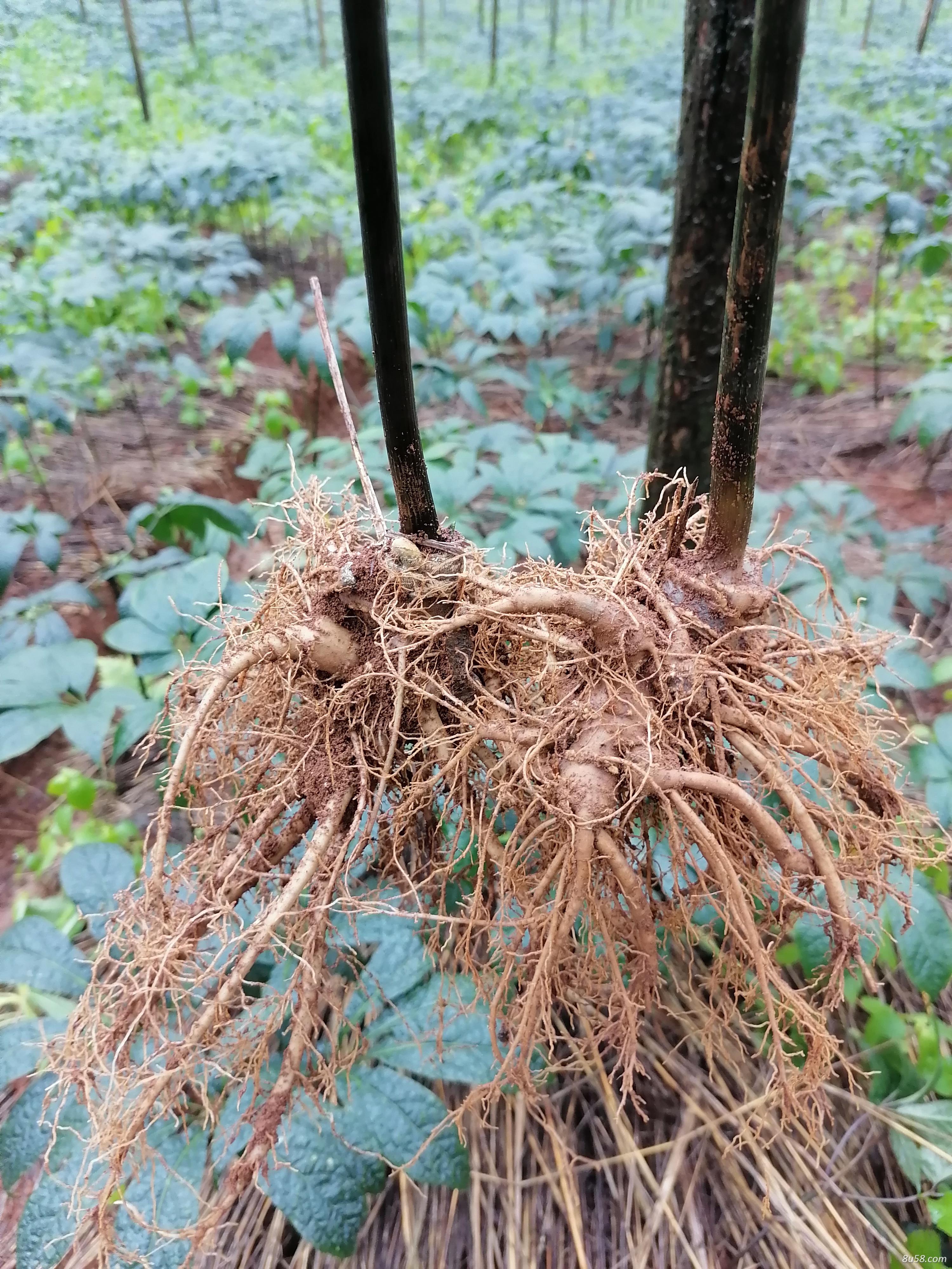 小范