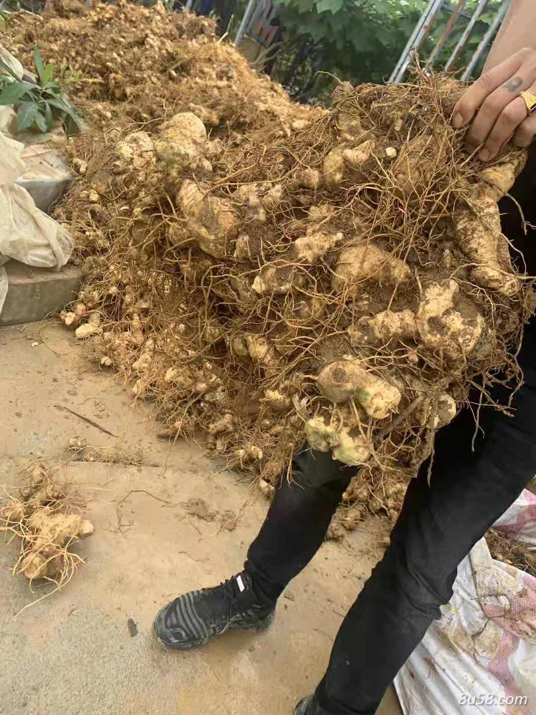 江迪迪