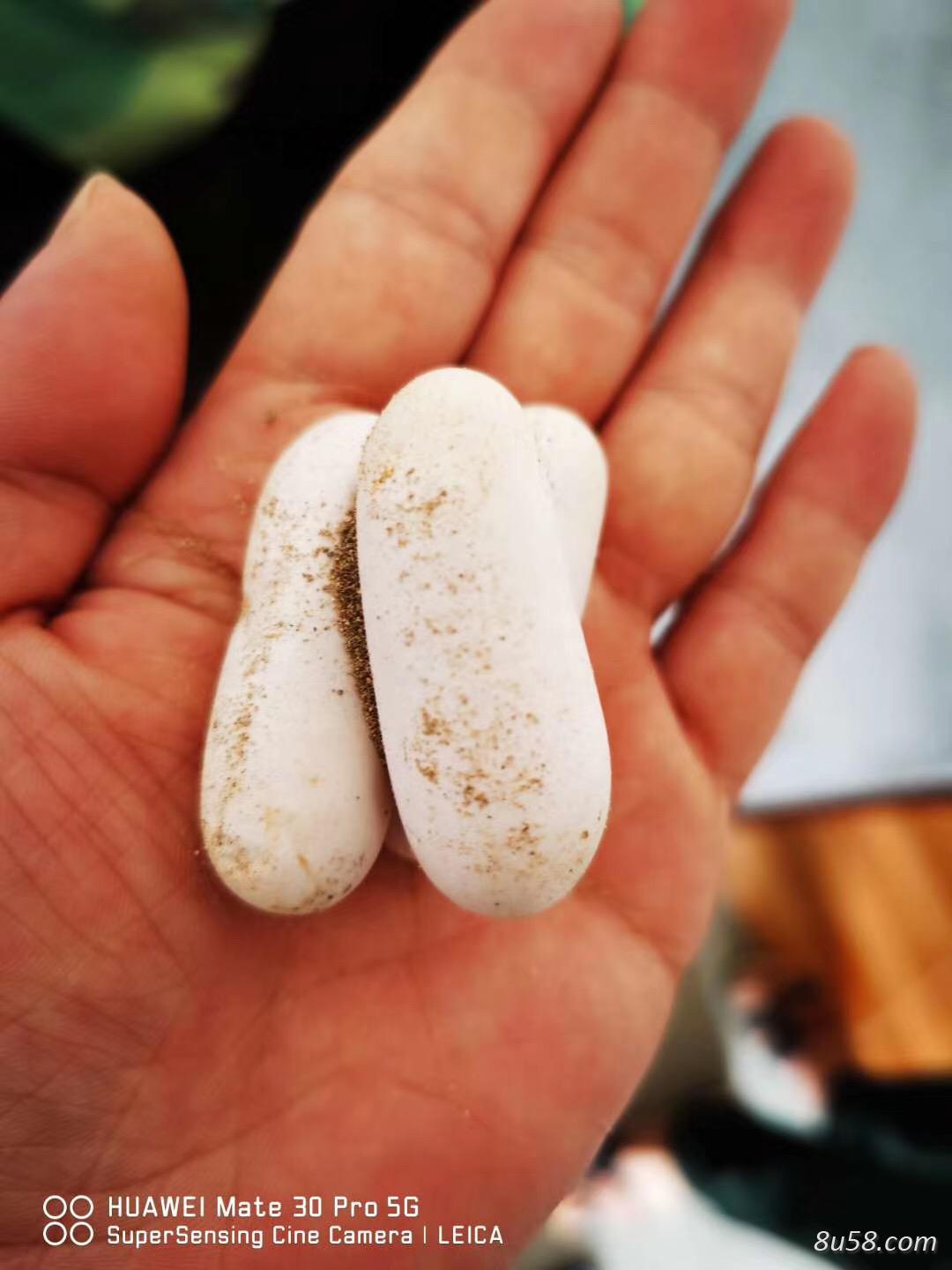 白花蛇养殖俞毅